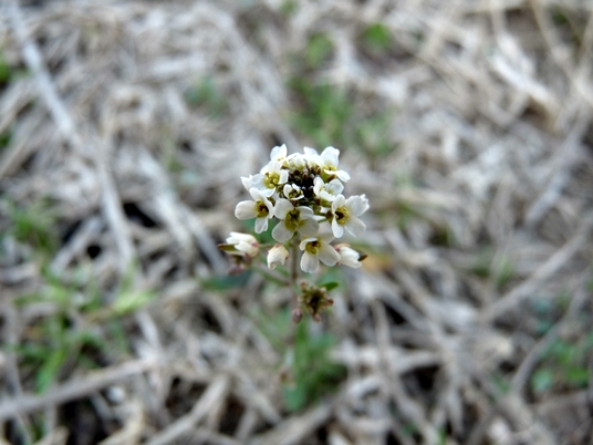 {Draba brachycarpa}